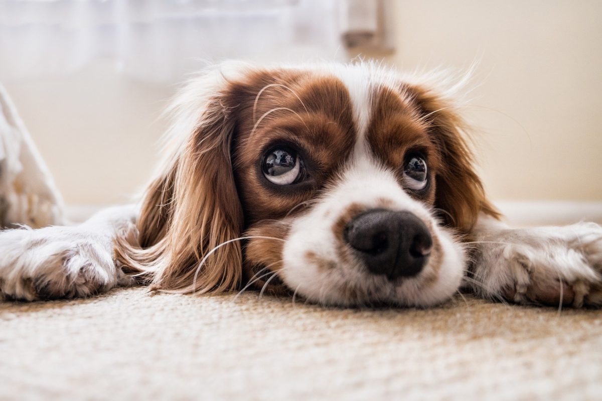 Quanto tempo demora a recuperação de um cachorro castrado? – Descubra!