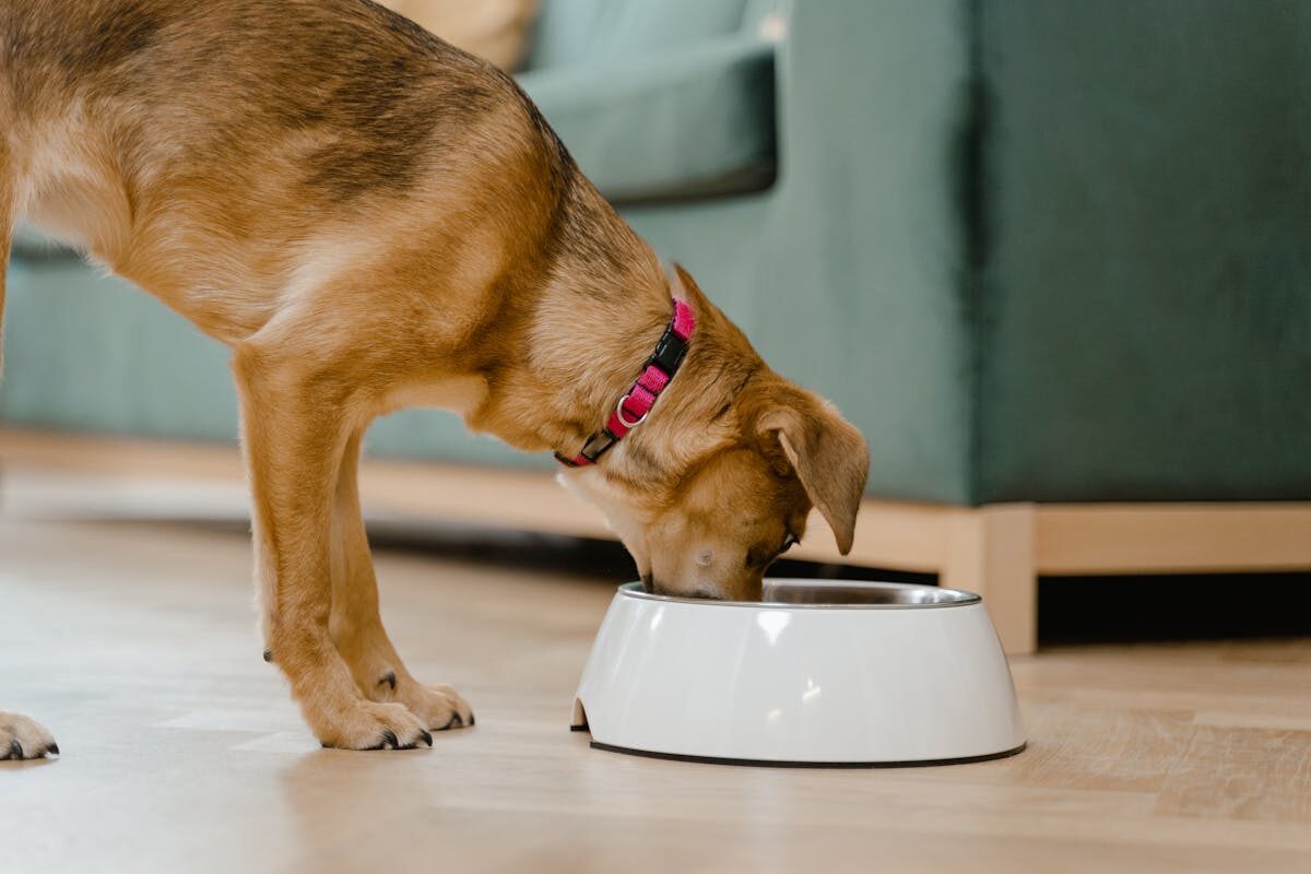 Como saber se o cachorro precisa de suplemento?