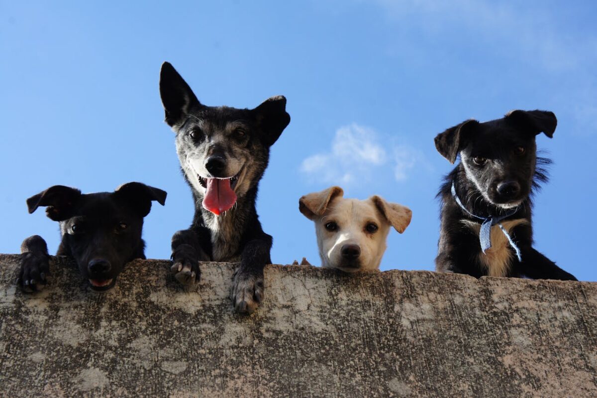 Como Contratar um Plano de Saúde para Seu Pet