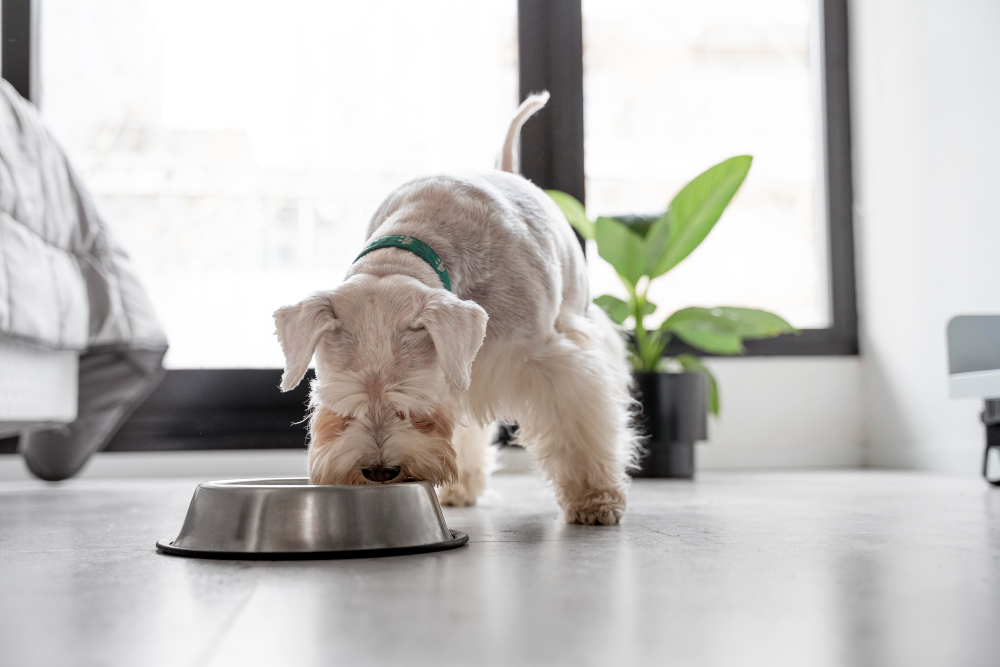 Quais frutas os cães podem comer?