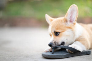 Cachorro Parar de Comer Chinelo