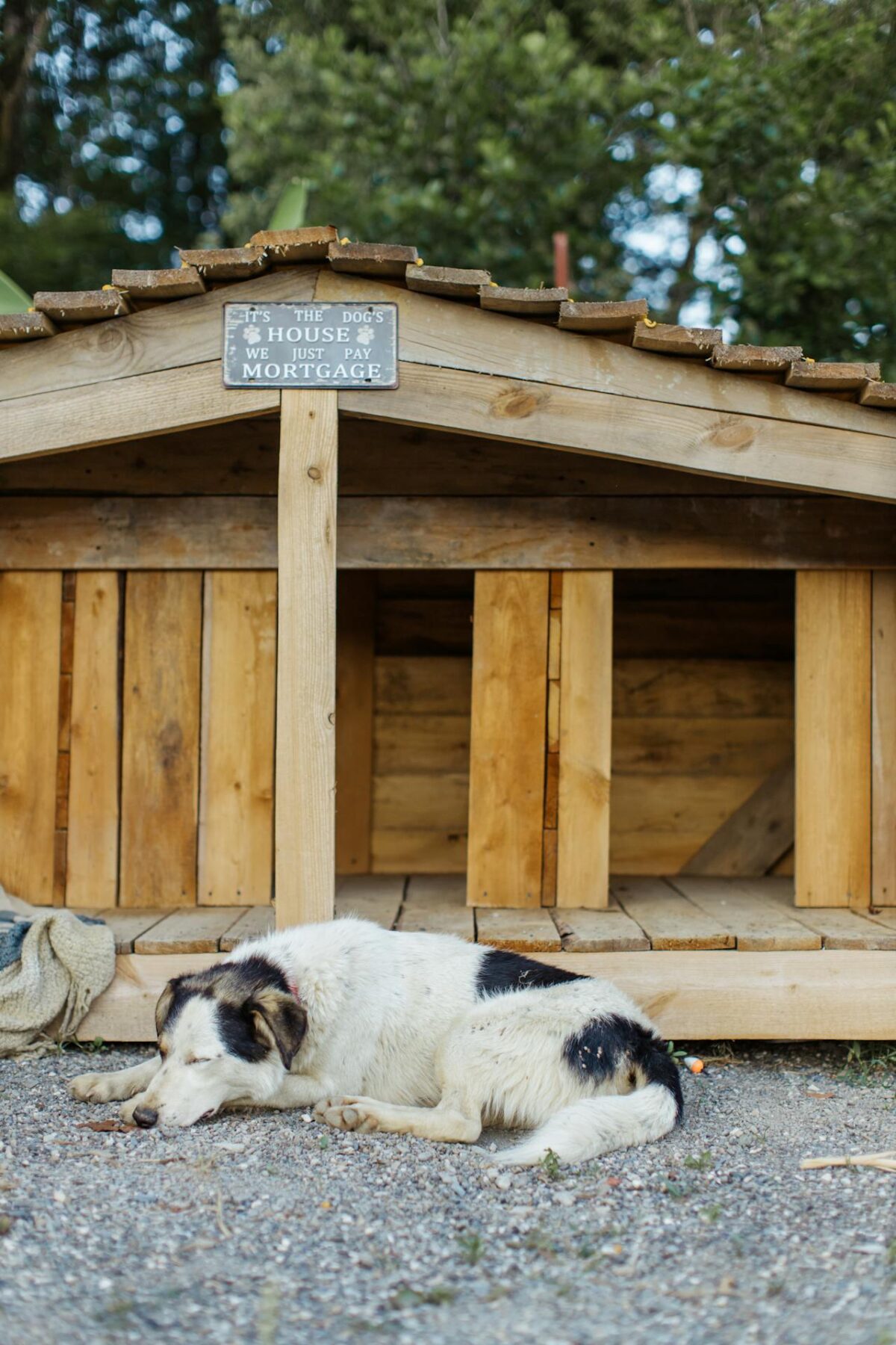 Qual Casinha de Cachorro é Mais Resistente?