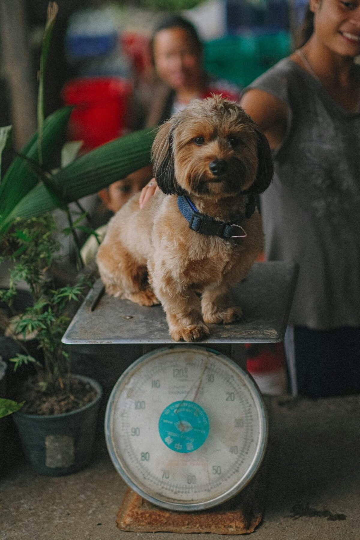 Como pesar um cachorro em casa?