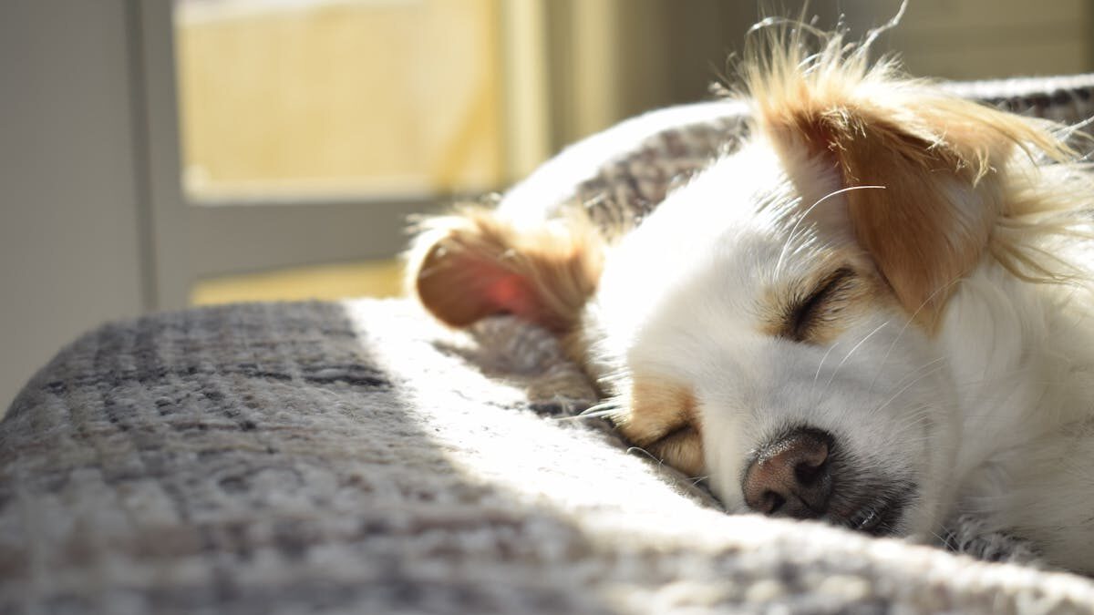 Como Entreter o Seu Pet Dentro de Casa