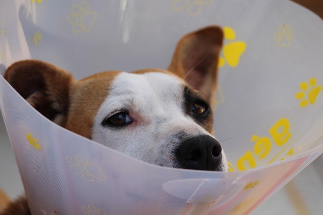 6 sinais silenciosos de que seu pet precisa de ajuda